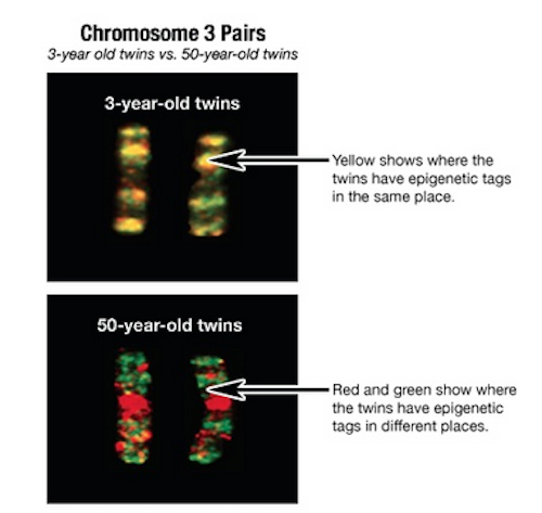 Aging plasticity demonstrated by identical twin studies