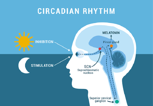Sleep and Healthspan depend on circadian clocks