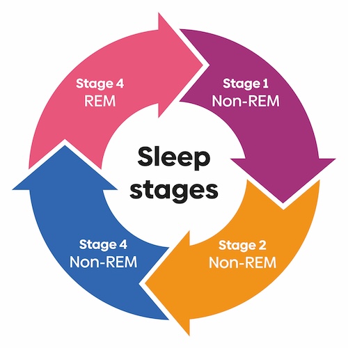 Sleep Architecture refers to sleep cycles