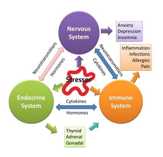 Allostatic rejuvenation via the endocrine-immune system