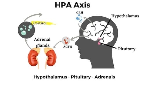 Allostatic rejuvenation addresses HPA axis dysregulation