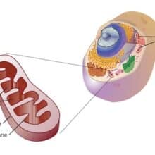 Mitochondrial Biogenesis